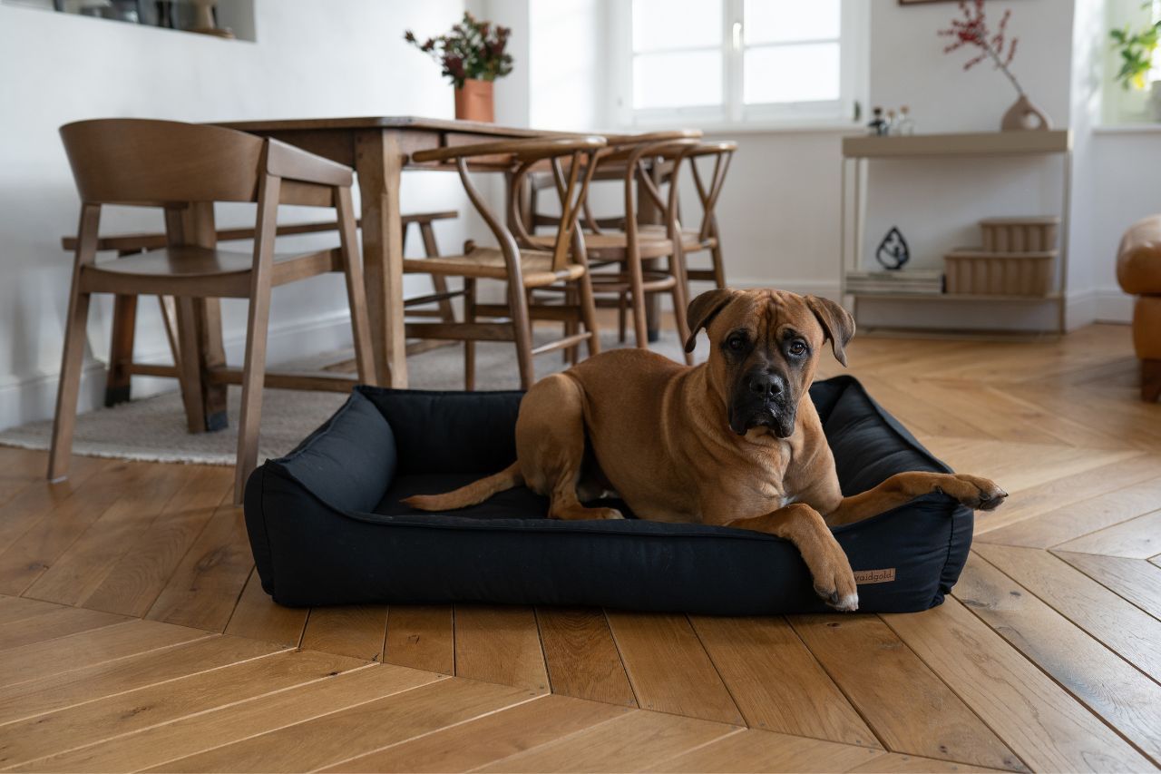 Elegantes Stiftung Warentest Hundebetten Bild