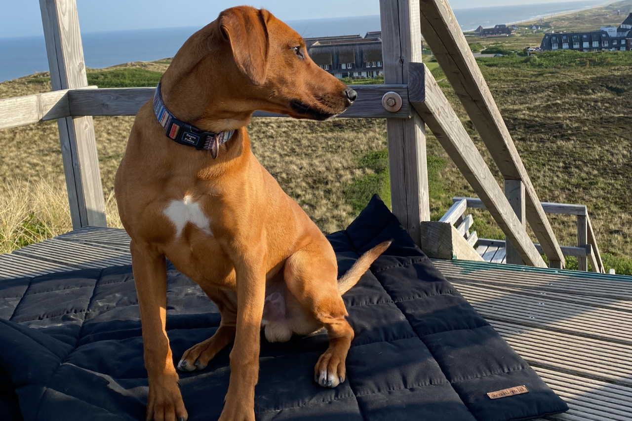 Schlummerwiese - orthopädisches Hundebett SUPERSOFT (Beschichtung gegen Tierhaare)