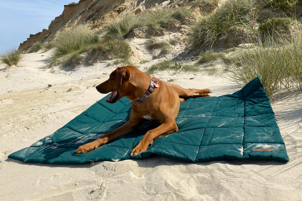 
                  
                    Brauner Hund auf grüner Decke in Dünen
                  
                