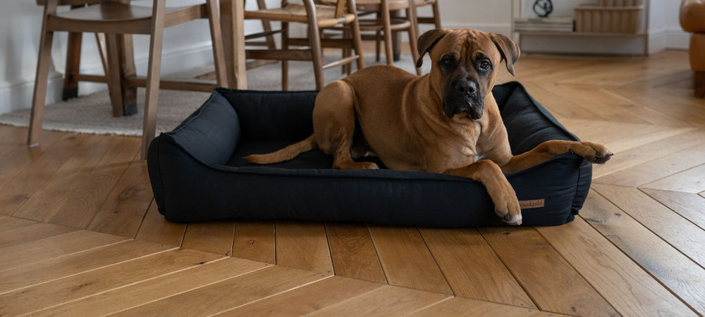 Boxer liegt auf schwarzem waidgold Hundebett