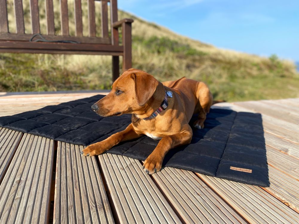 Brauner Hund liegt auf schwarzer Waidgold Decke auf Steg