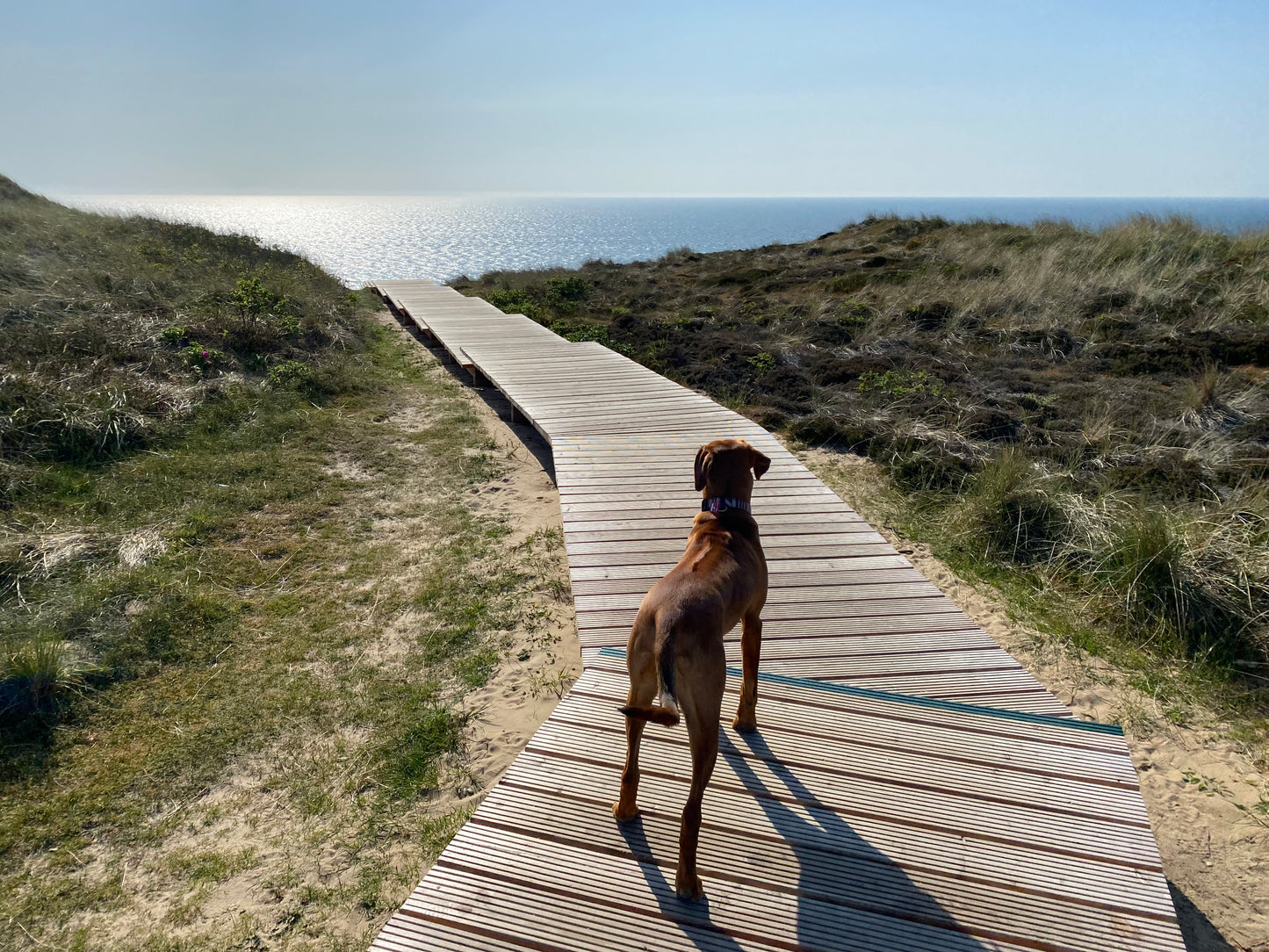 Hund auf Holzsteg in Dünen am Meer