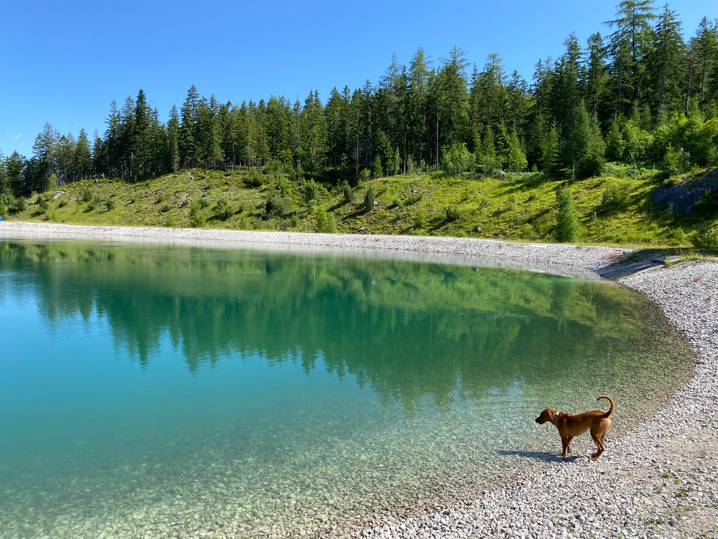 Hund steht an Bergsee im Kies