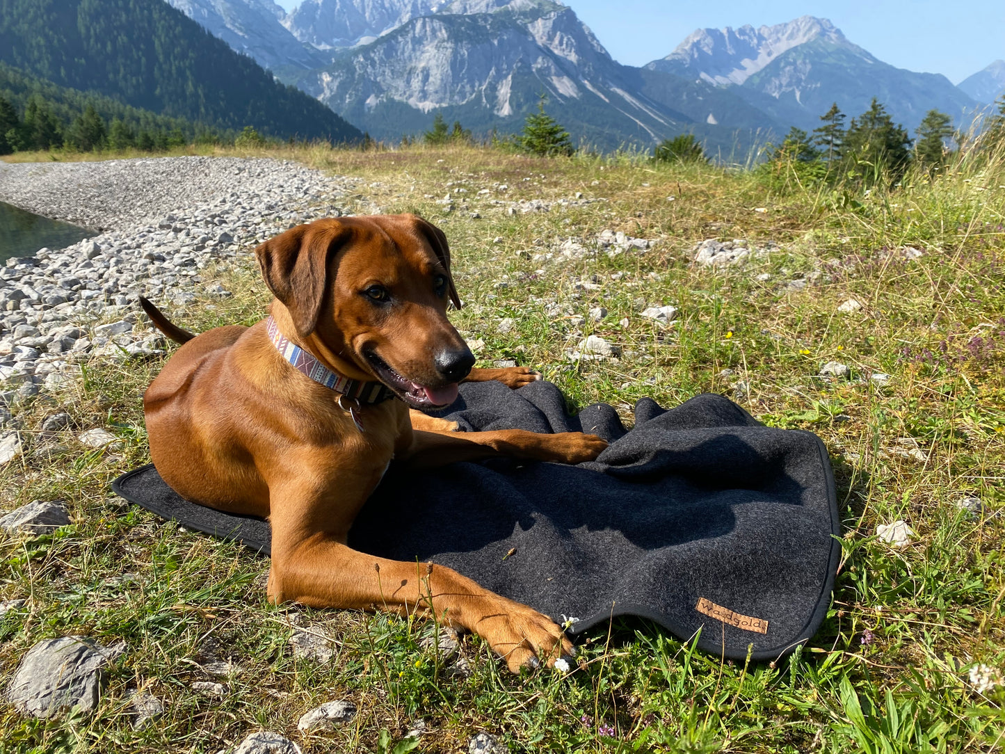 Hund liegt auf schwarzer Waidgold Lodendecke im Gras