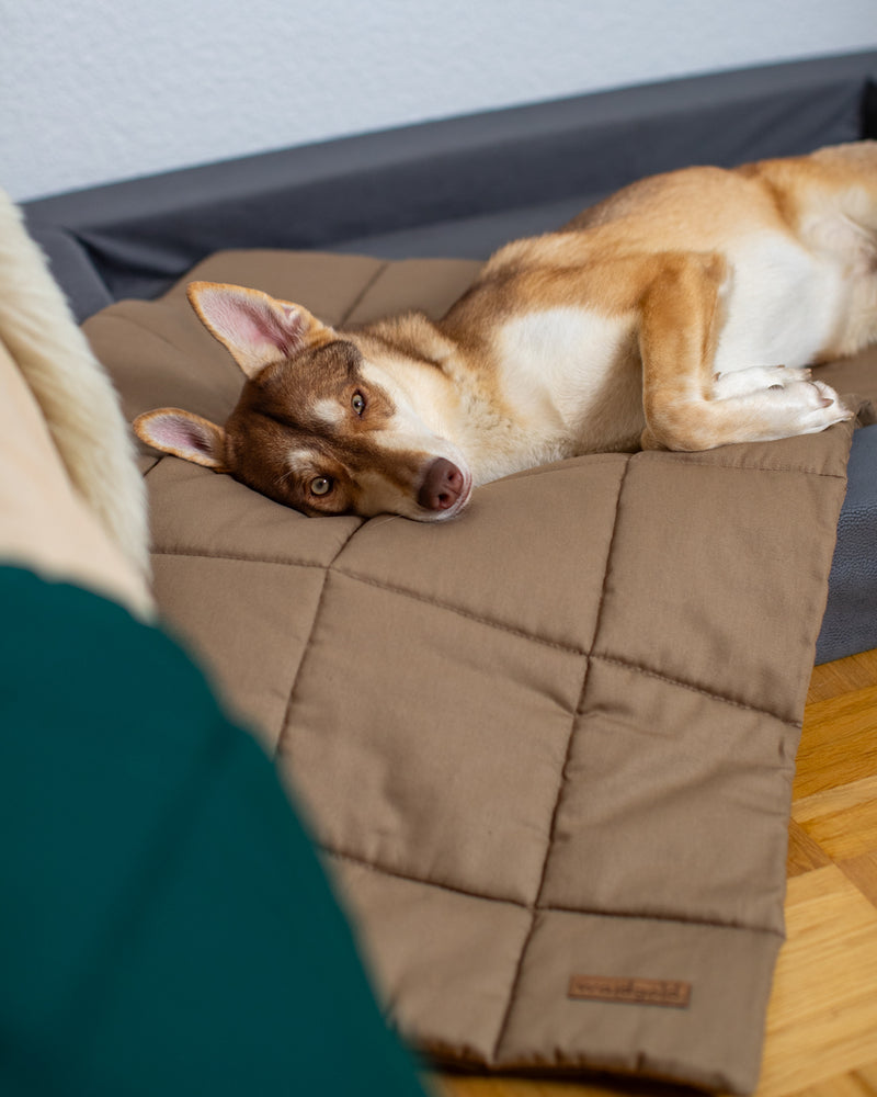 Taya im orthopädischen Hundebett