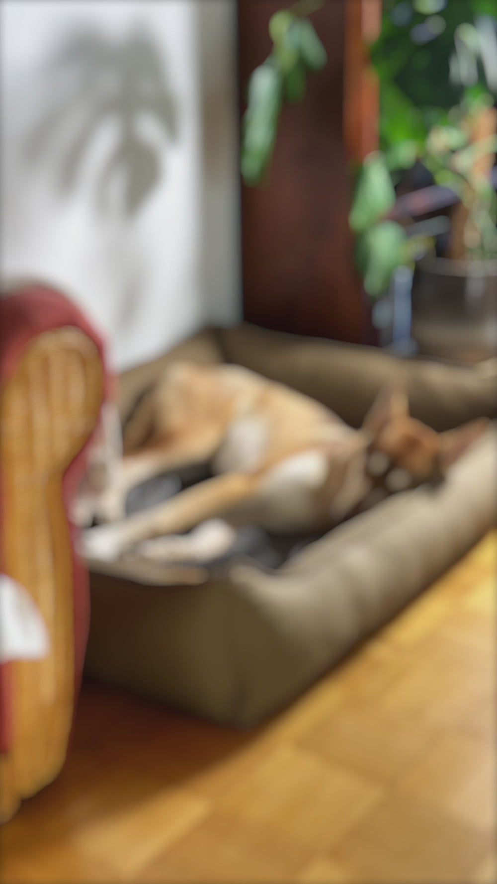 Hundebett Baumwolle VISCO orthopädisch ideal für Allergiker, waschbar –  Waidgold